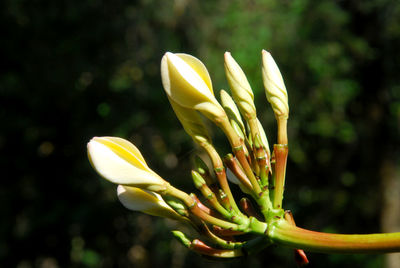 Close-up of yellow flower buds