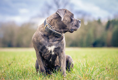 Dog looking away on grass against sky