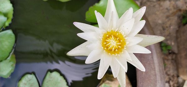 Close-up of white water lily in lake