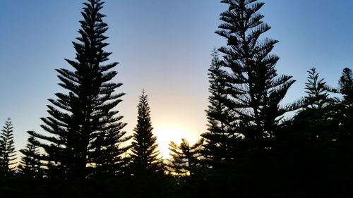 Low angle view of trees against clear blue sky