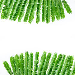 Close-up of fern leaves against blue background