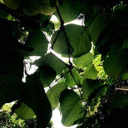 Close-up of tree branch