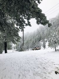 Trees on snow covered field