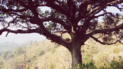 Low angle view of tree against sky