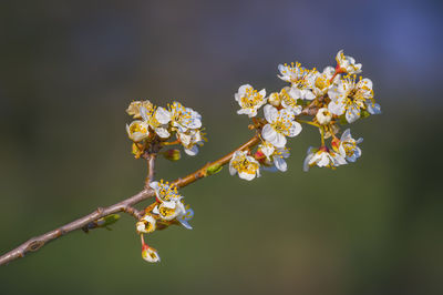 Close-up of cherry blossoms in spring