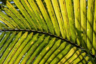 Full frame shot of fresh green leaves