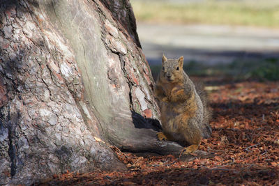 Squirrel standing at foot of large tree