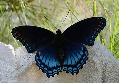 Close-up of butterfly on leaf