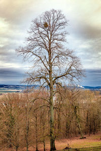 Bare tree on field against sky