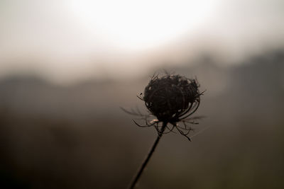 Close-up of wilted plant