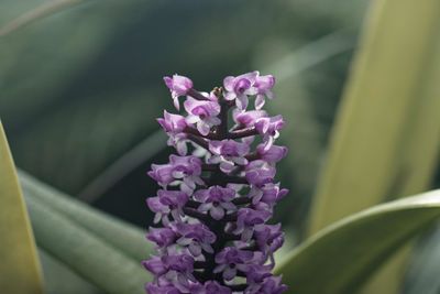 Close-up of purple flowering plant
