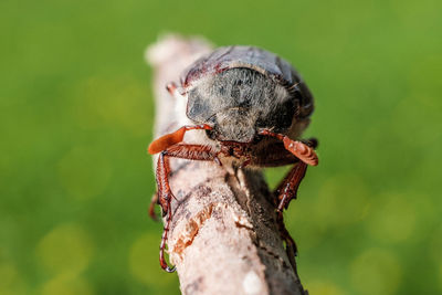 Close-up of insect