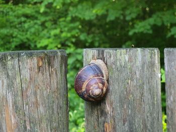 Close-up of snail on wood