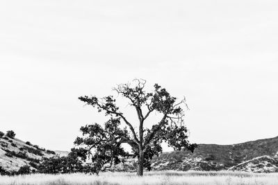 Tree on field against clear sky