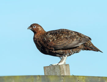 Close-up of bird perching against clear sky