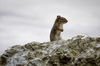 Close-up of north american chipmunk looking over a rock