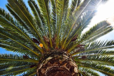 Low angle view of palm tree against sky