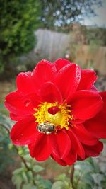 Close-up of red flower