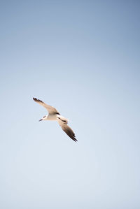 Low angle view of seagull flying in sky