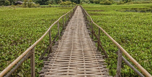 Narrow pathway along plants in field