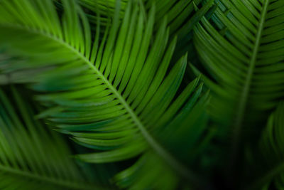 Full frame shot of palm leaves