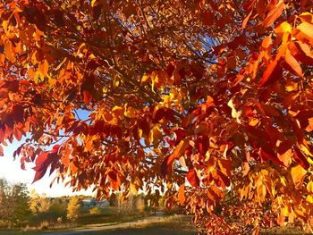 Low angle view of maple tree during autumn