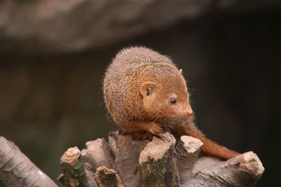 Close-up of a lizard on tree