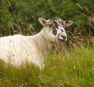 Sheep on field