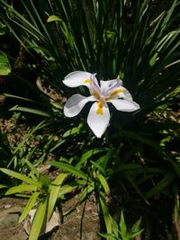 High angle view of white flowering plant