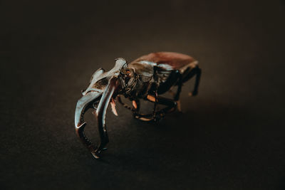 Dried european stag beetle on black background