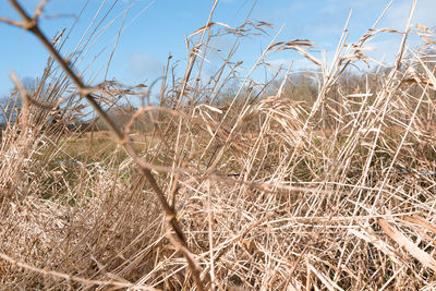 Close-up of dry plants on field against sky