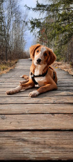 Dog sitting on wood