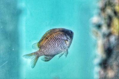 Close-up of fish swimming in sea