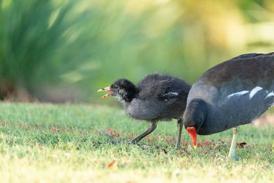 Mother and baby common moorhen wading bird gallinula chloropus has large feet in a marsh