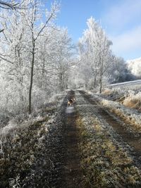 Road amidst bare trees during winter