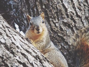 Squirrel on tree trunk