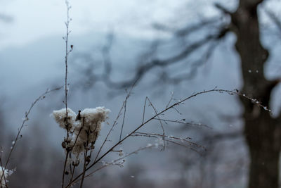 Close-up of frozen plant