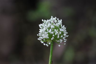 Close-up of white flowering plant