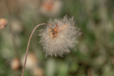 Close-up of dandelion flower