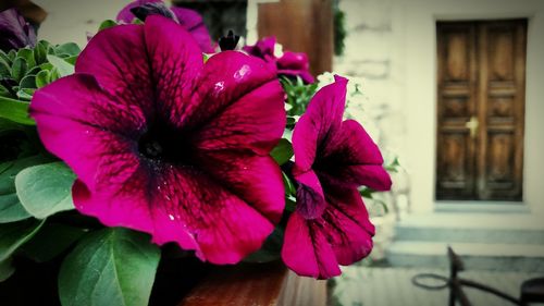 Close-up of pink flower