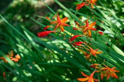 Close-up of red flowering plant