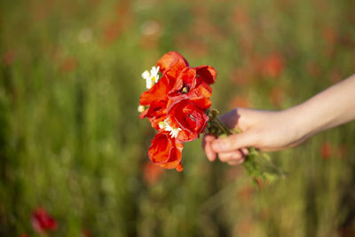 Close-up of hand holding red flower