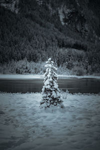 Snow covered pine tree by lake in forest