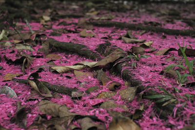 Close-up of wet pink leaves on field