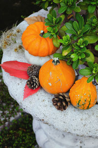 High angle view of orange pumpkins