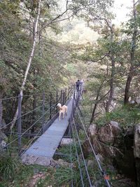 View of footbridge in forest