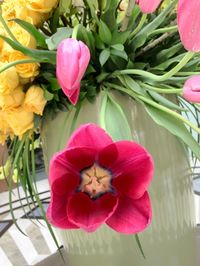 Close-up of pink flowers