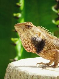 Close-up of lizard