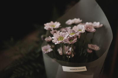 High angle view of potted plant