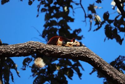 Low angle view of lizard on tree against sky